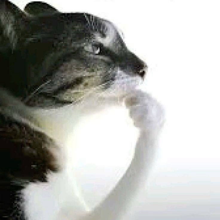 Тест